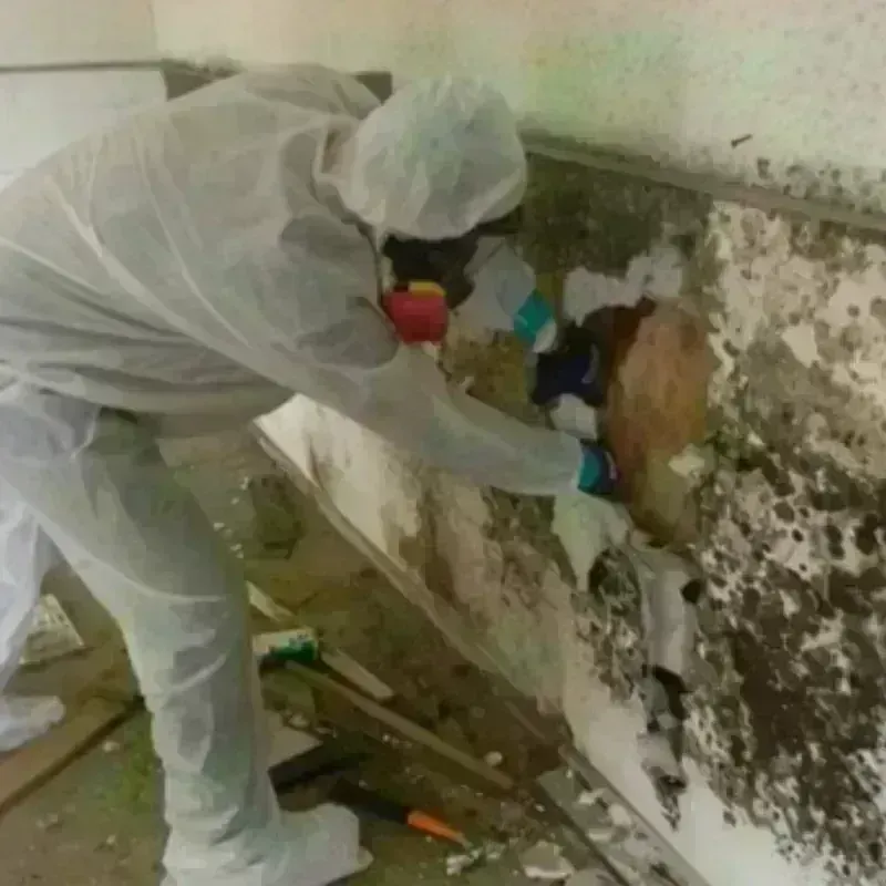 Mold Remediation and Removal in Mandan, ND